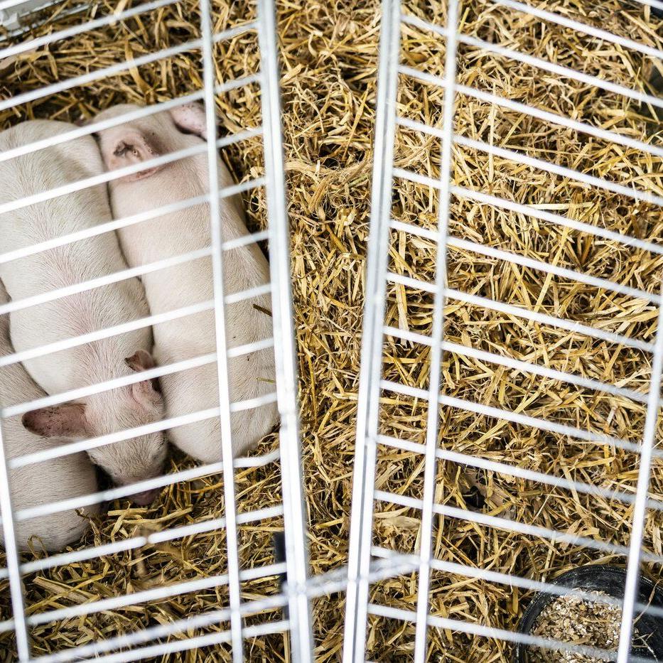 Piglets will be left to starve in a controversial art exhibit in Denmark